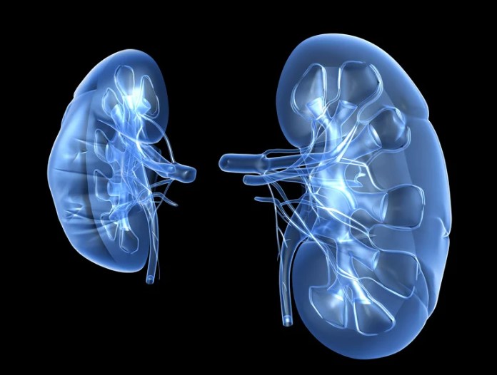 Ecografía doppler renal-Ecodoppler