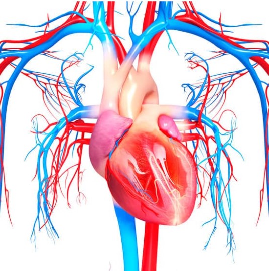 Vena cava inferior- Ecodoppler